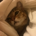A-zi