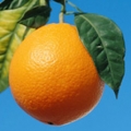 zooorange