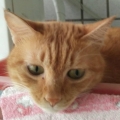RexYue