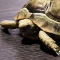 simplelifeabc