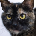 midtowncats