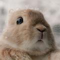 rabbit1986