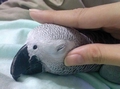 灰:Q