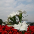 van0705