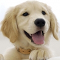 puppy1221