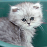FoxMeow