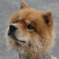 chahui1231