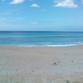 Amonga