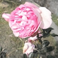 flower0025