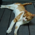 bbjerry
