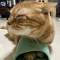橘貓肥貓