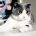 gjuu