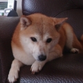 瘋瘋狗