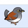 Little Junco
