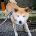 京都大叔