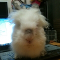 bunnylady