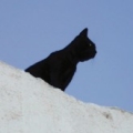 adouya2000