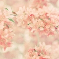 ivyQD