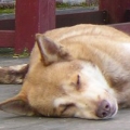 幸福胖子