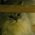 ethelcat