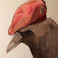 Crowta