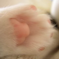 dreamlandcat