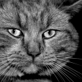 Thunder_jim