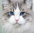 Fuzzy_cat
