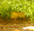 fishenkk