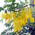 羅格風月