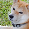 張卡布