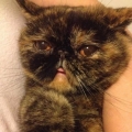 catzheart
