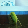 GO.IV