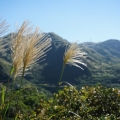 qkaka