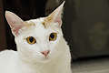 yunacat