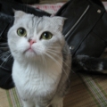 snoox