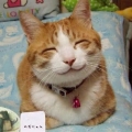 小菲貓