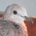 p701031t