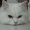 JeffChang999