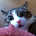 ViciousCat