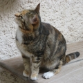 newyearscat