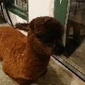 苡臻