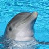 dolphinblue