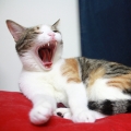 Katchi