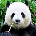 Roger Pan