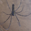 zoneria