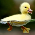 searw