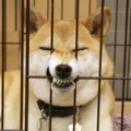 本玩