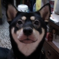 gomomolynn