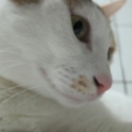 Cat mother
